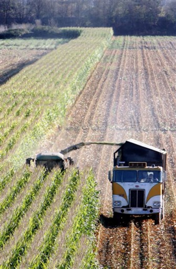 FILE - In this Oct. 31, 2005, file photo, a harvester works through a field of genetically modified corn near Santa Rosa, Calif. So-called Bt corn, genetically engineered to make its own insecticide, may be losing its distinctive ability to kill pests _ a possible result of careless farming practices that could give rise to resistant bugs and threaten the future of one of the nation's most widely planted crops. (AP Photo/Rich Pedroncelli, File)